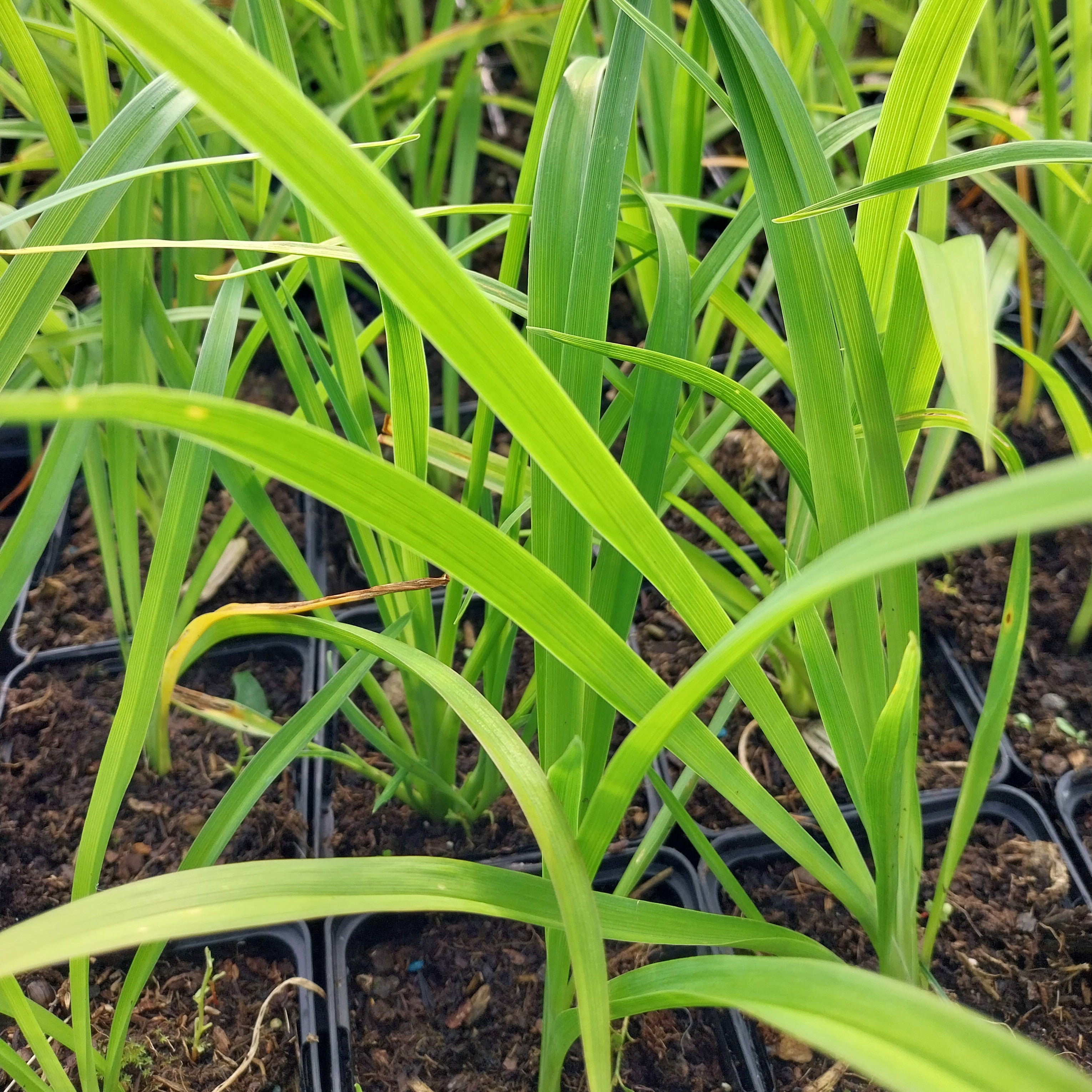 Hemerocallis × cultorum 'Crimson Pirate'