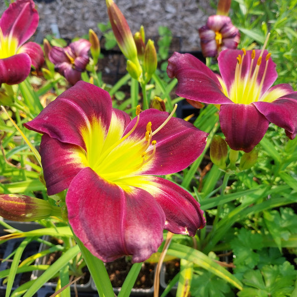 Hemerocallis × cultorum 'Night Beacon'