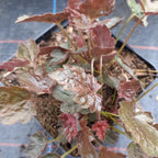 Heuchera micrantha 'Rachel'