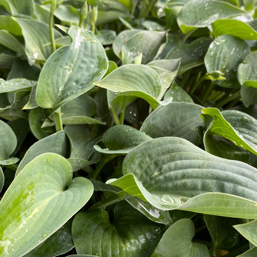Hosta tokudama 'Blue Mouse Ears'