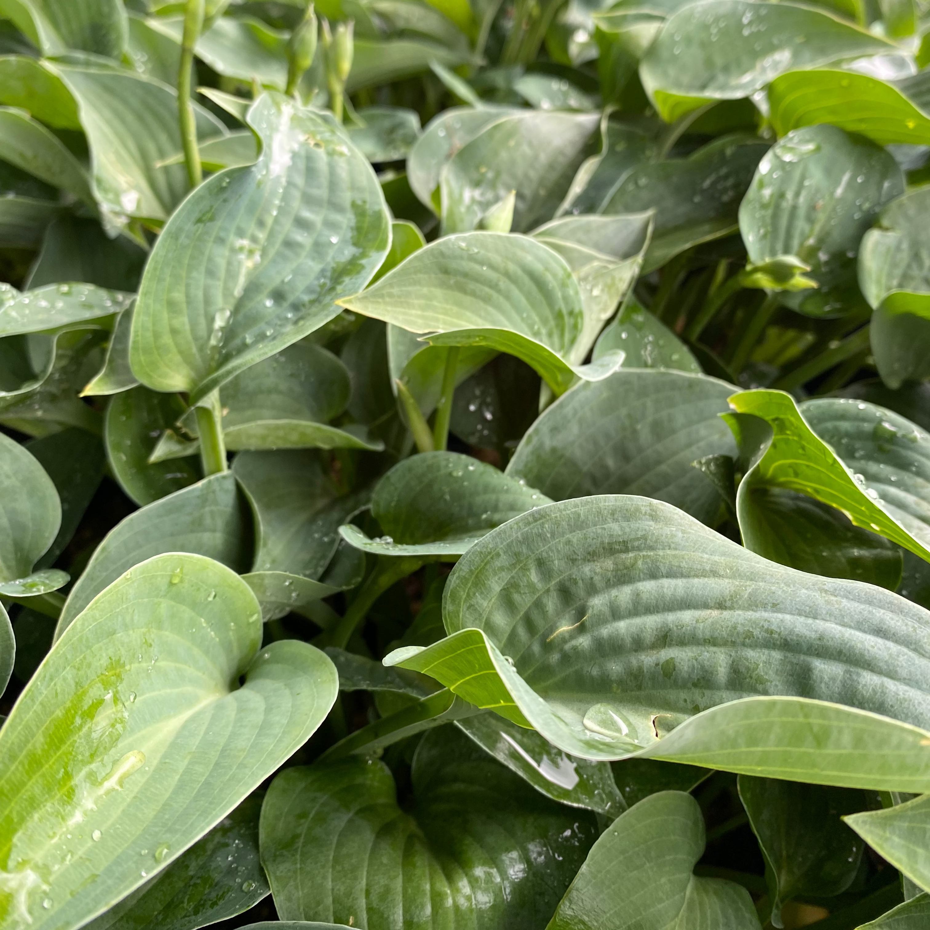 Hosta tokudama 'Blue Mouse Ears'