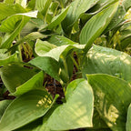 Hosta × fortunei 'Hyacinthina'