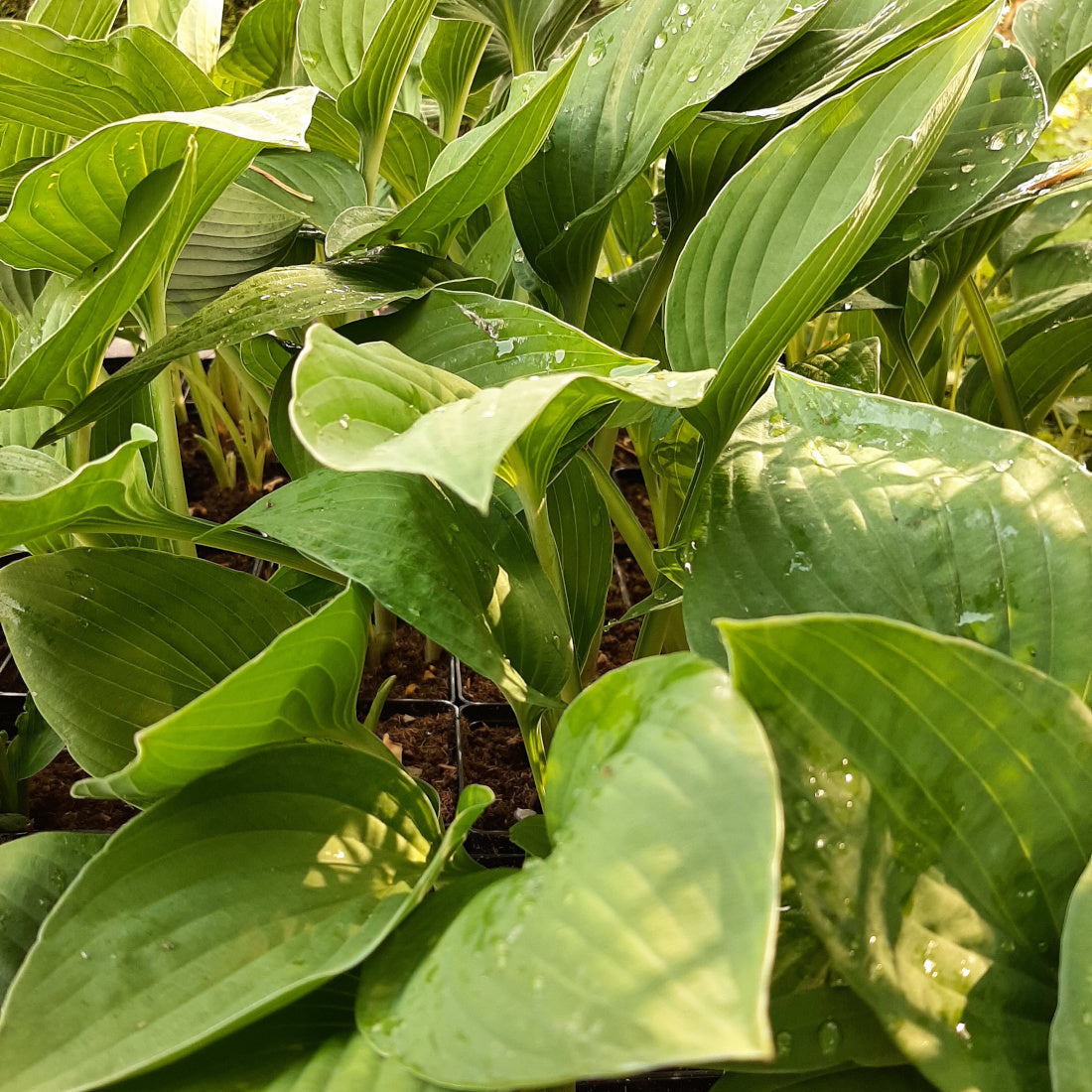 Hosta × fortunei 'Hyacinthina'
