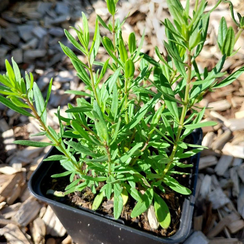 Hyssopus officinalis Apotheker-Ysop