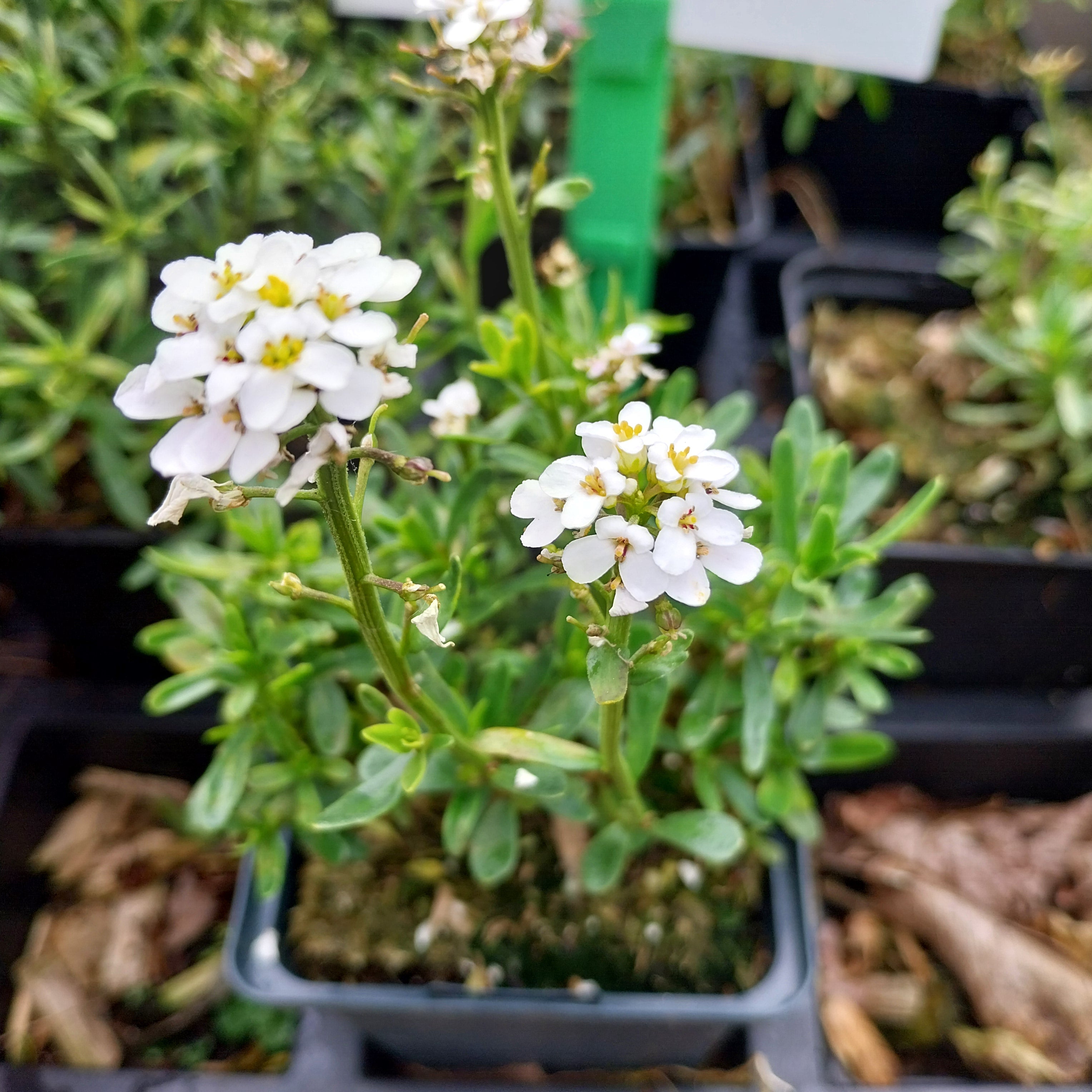 Iberis sempervirens 'Snowflake'