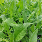 Wiesen-Witwenblume