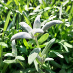 Leontopodium alpinum – Alpen-Edelweiß