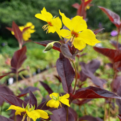 3Lysimachia ciliata 'Firecracker' Bronzeblatt-Felberich