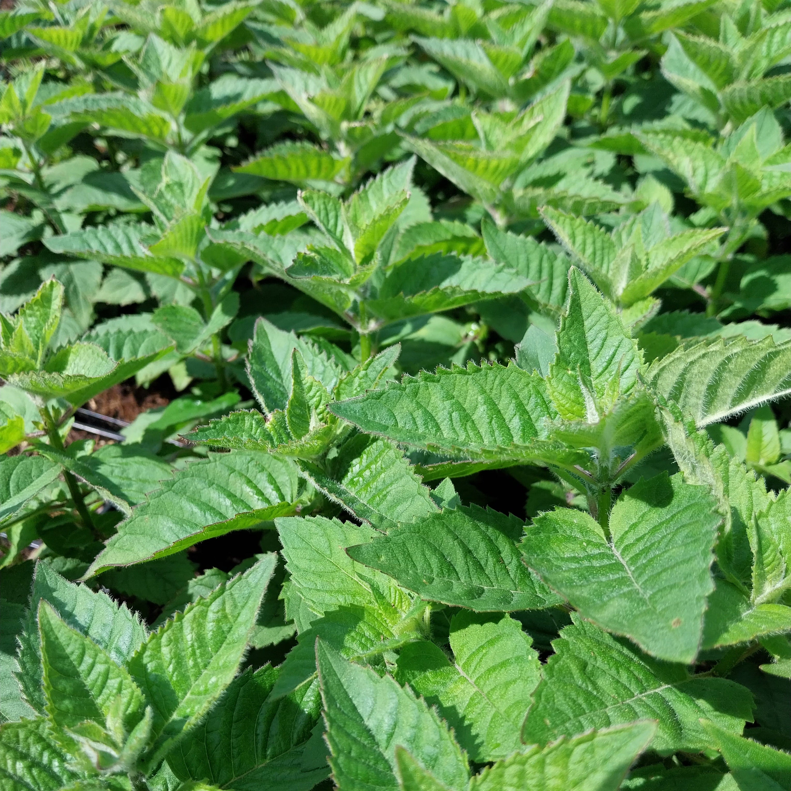 Monarda fistulosa 'Bee-You® Bee Free' Indianernessel