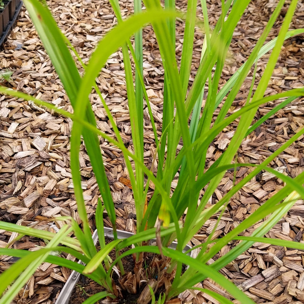 Morgenstern-Segge Carex grayi