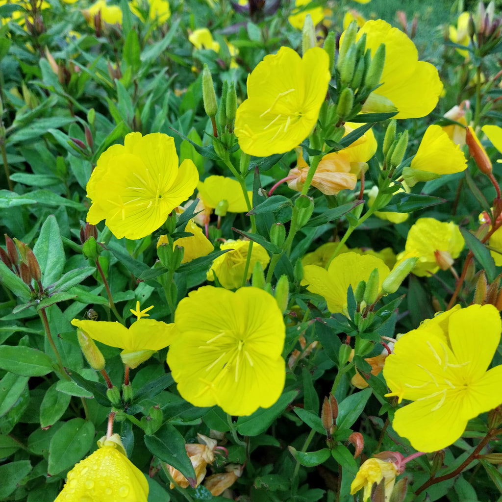 Oenothera tetragona