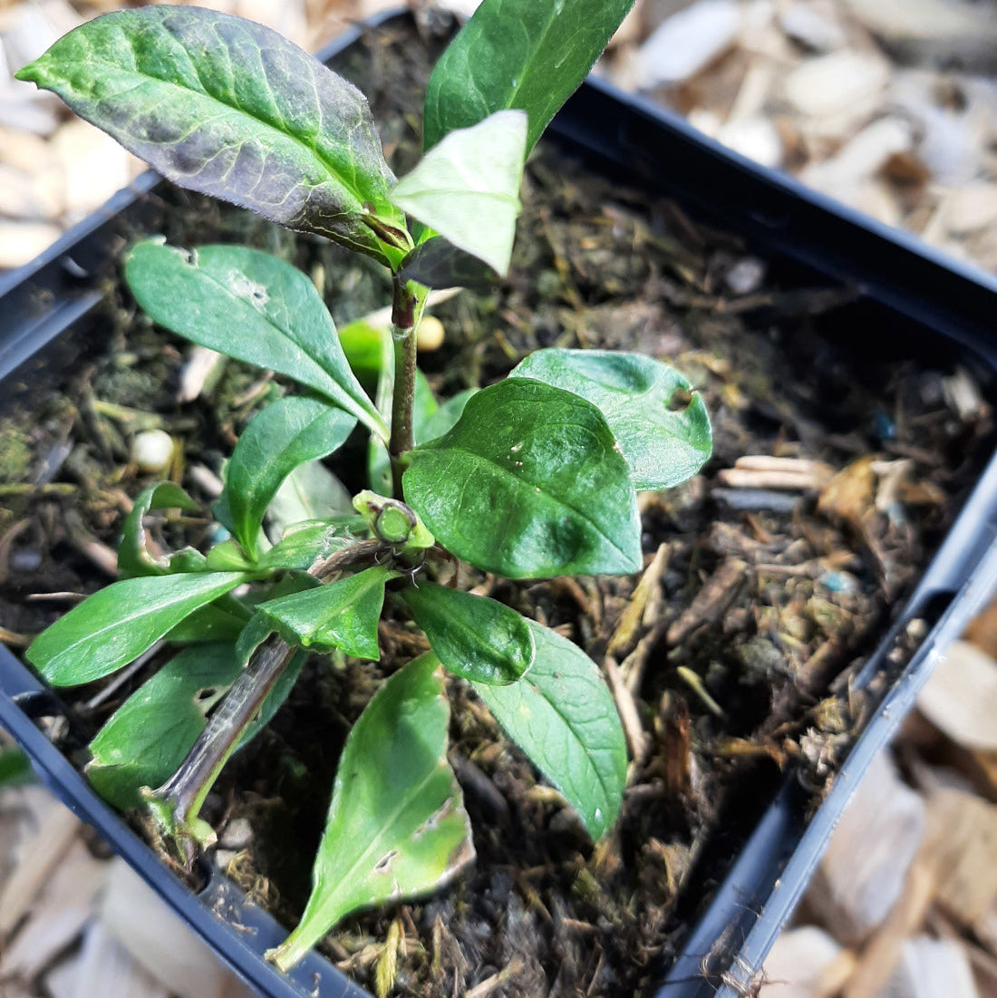 Phlox paniculata 'Kirchenfürst'