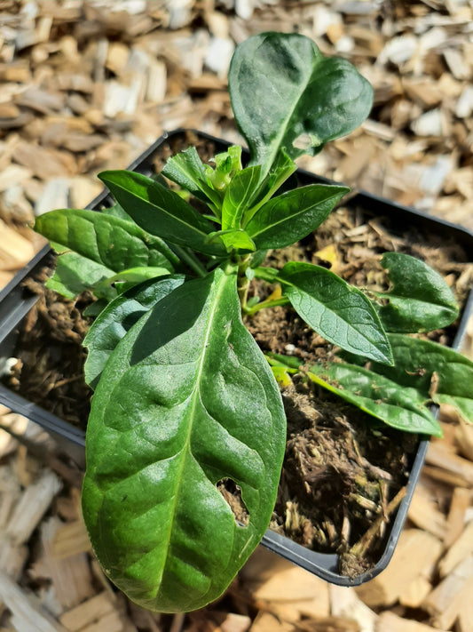 Phlox paniculata 'Laura' Hohe Flammenblume