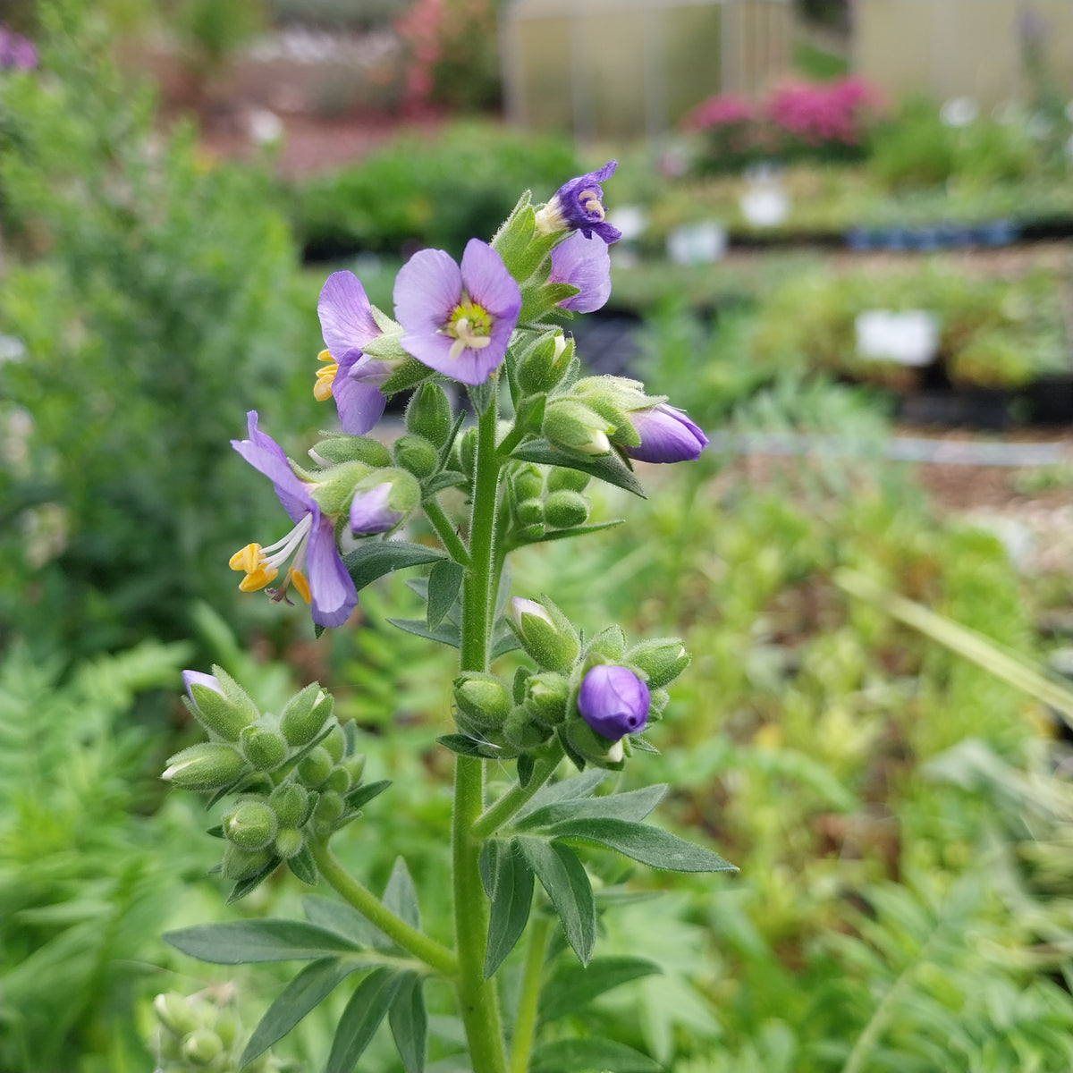Polemonium boreale 'Heavenly Habit' Jakobsleiter, Himmelsleiter