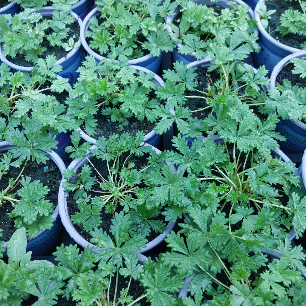 Potentilla argentea Silber-Fingerkraut