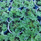 Potentilla argentea Silber-Fingerkraut