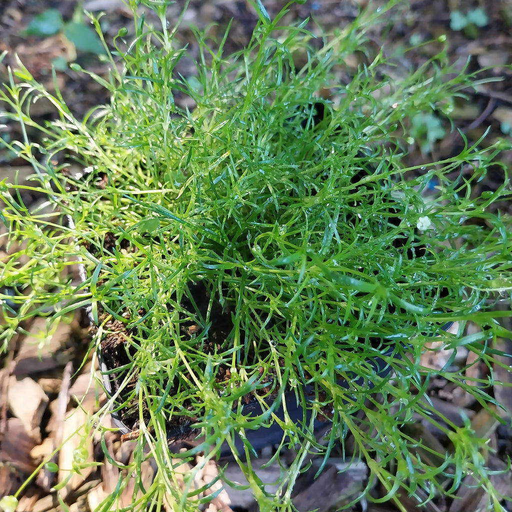 Sagina subulata Sternmoos / Pfriemen-Mastkraut