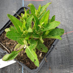 Salvia nemorosa 'Ostfriesland'