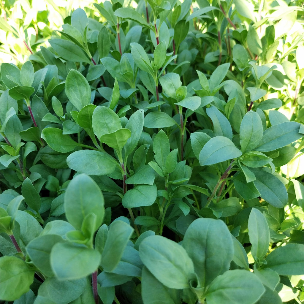 Saponaria ocymoides Kissen-Seifenkraut