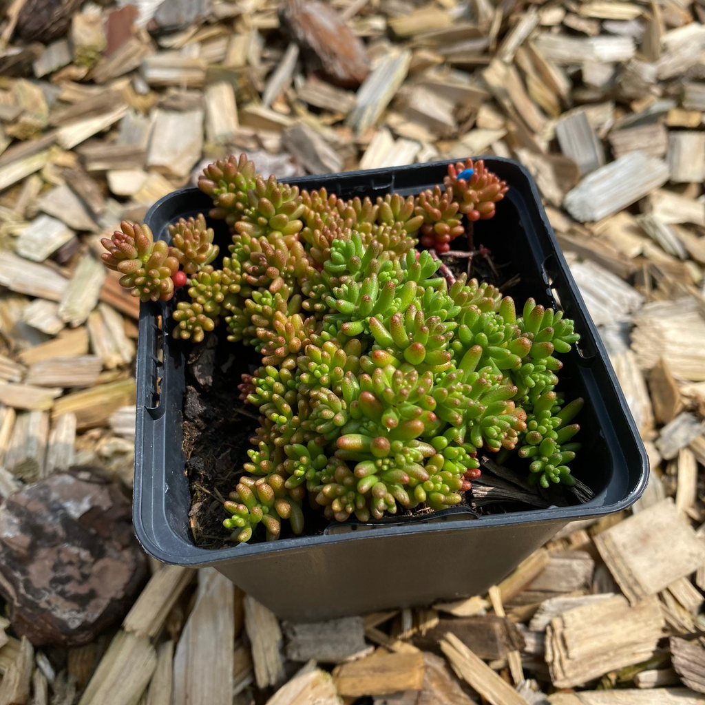 Sedum oreganum – Oregon-Fettblatt