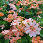 Silene sieboldii 'Fire Dragon Golden Orange'