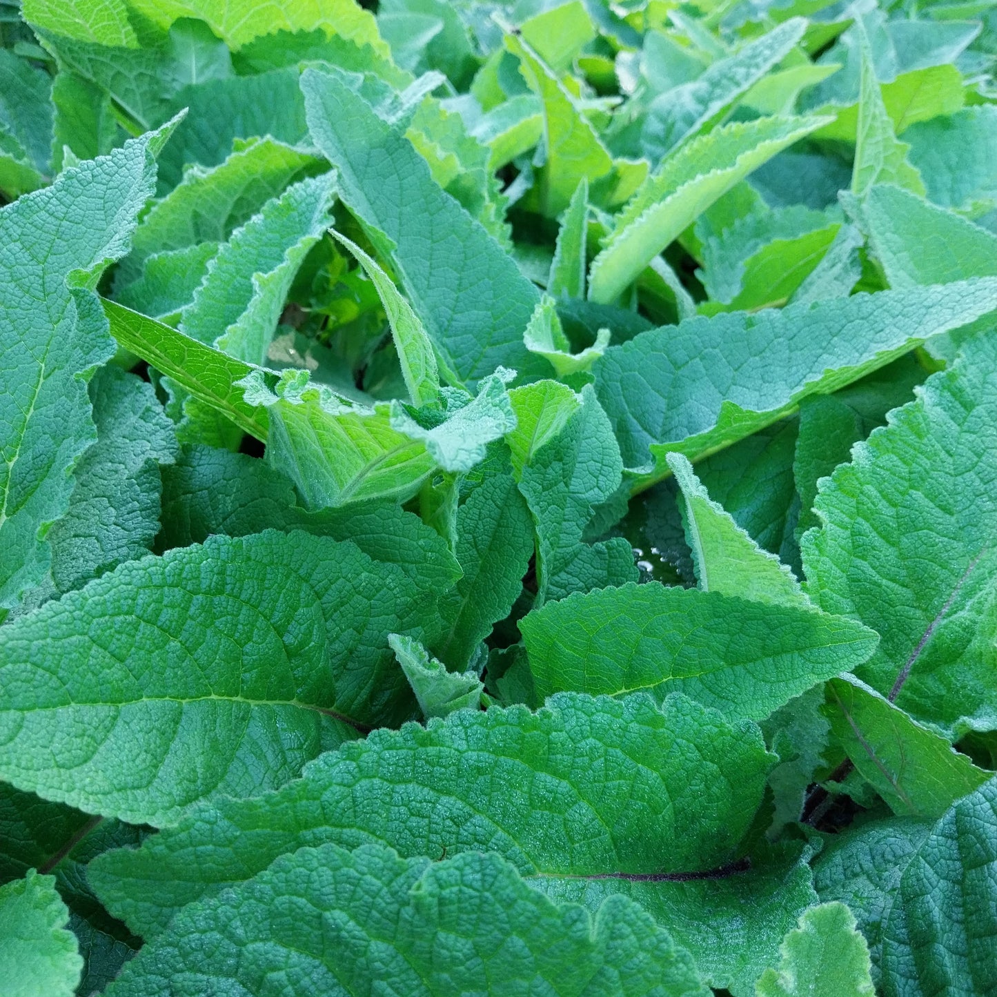 Verbascum nigrum 'Album' Weißblühende Königskerze