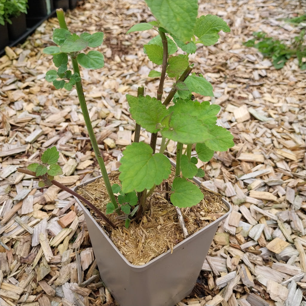 Agastache foeniculum Anis-Duftnessel