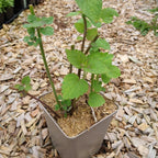 Agastache foeniculum Anis-Duftnessel