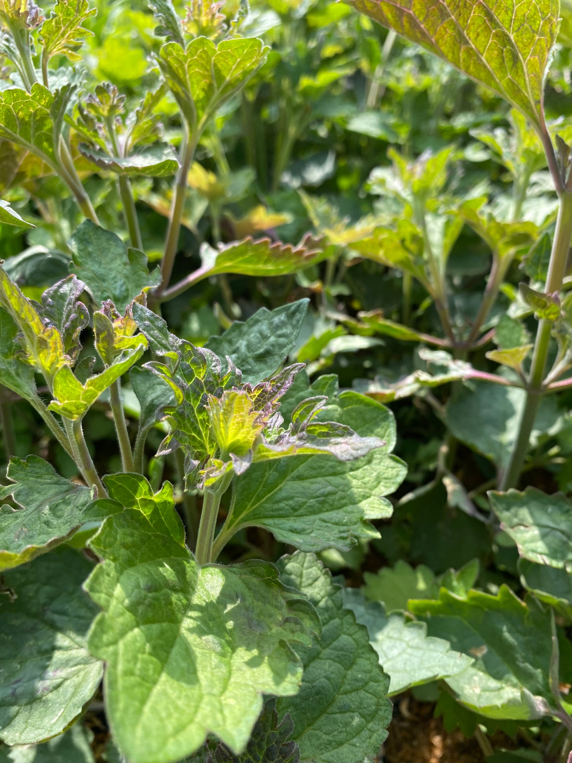 Agastache pallida (pallida x rugosa)'Globetrotter' Duftnessel