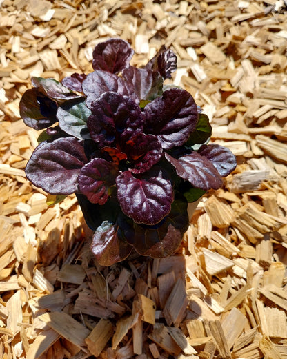 Ajuga reptans 'Black Scallop' ® Kriechender Günsel im Topf