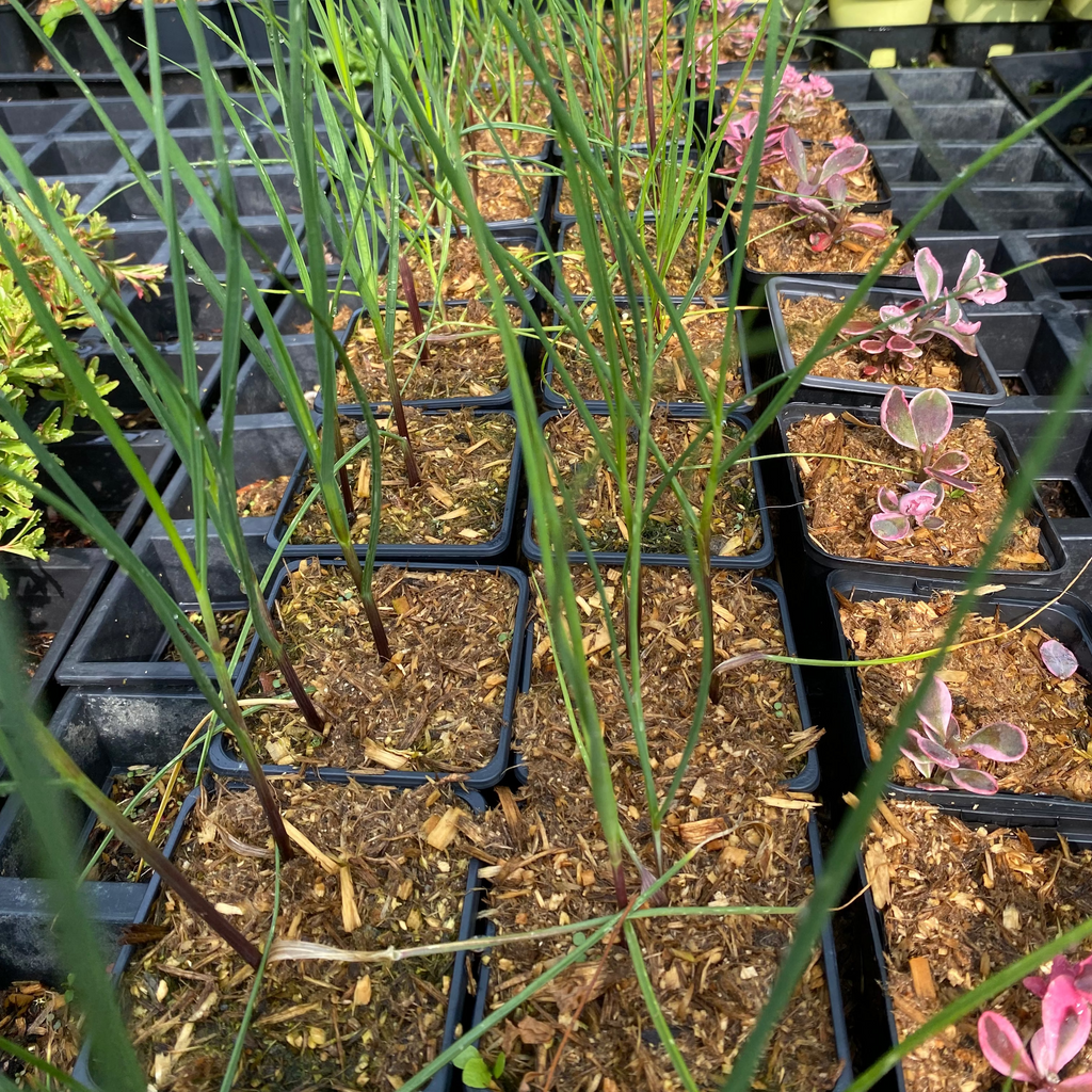 Allium obliquum im 