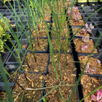 Allium obliquum im 