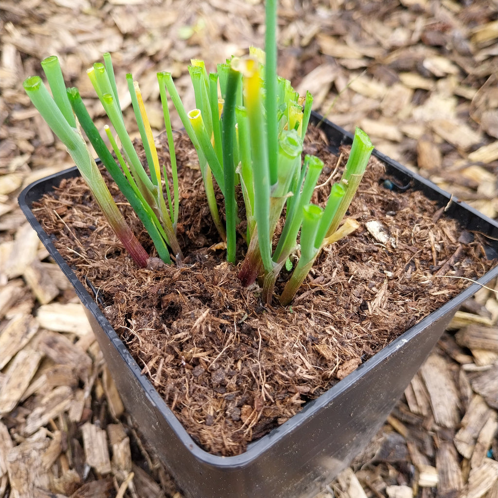 Allium schoenoprasum geschnitten