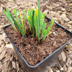 Allium schoenoprasum geschnitten
