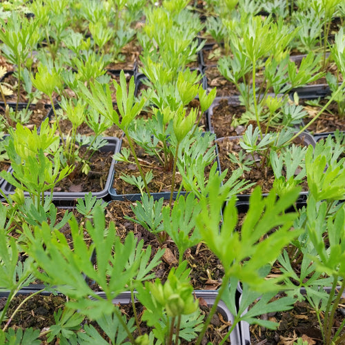 Anemone multifida 'Rubra' Frühsommer Windröschen 