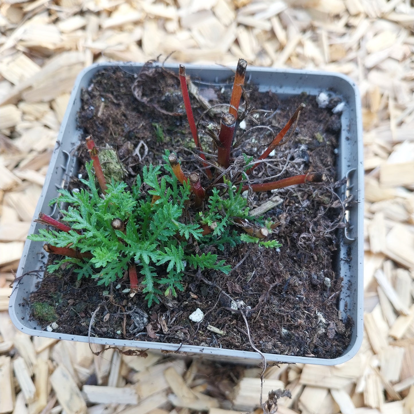 Anthemis tinctoria Färber-Hundskamille