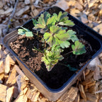 Aquilegia caerulea 'Crimson Star' Akelei