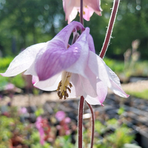 Aquilegia vulgaris Gewöhnliche Akelei
