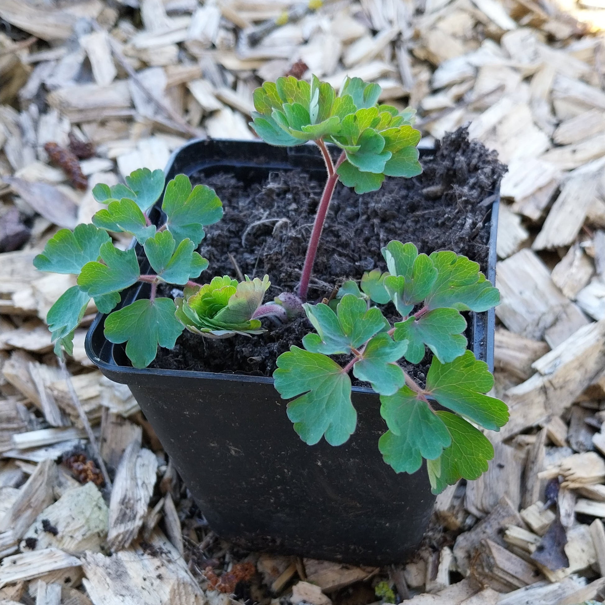 Aquilegia vulgaris 'William Guiness' Akelei
