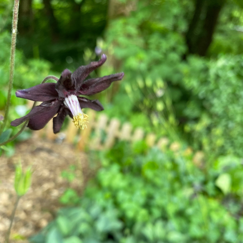 Aquilegia vulgaris var. stellata 'Black Barlow' Akelei
