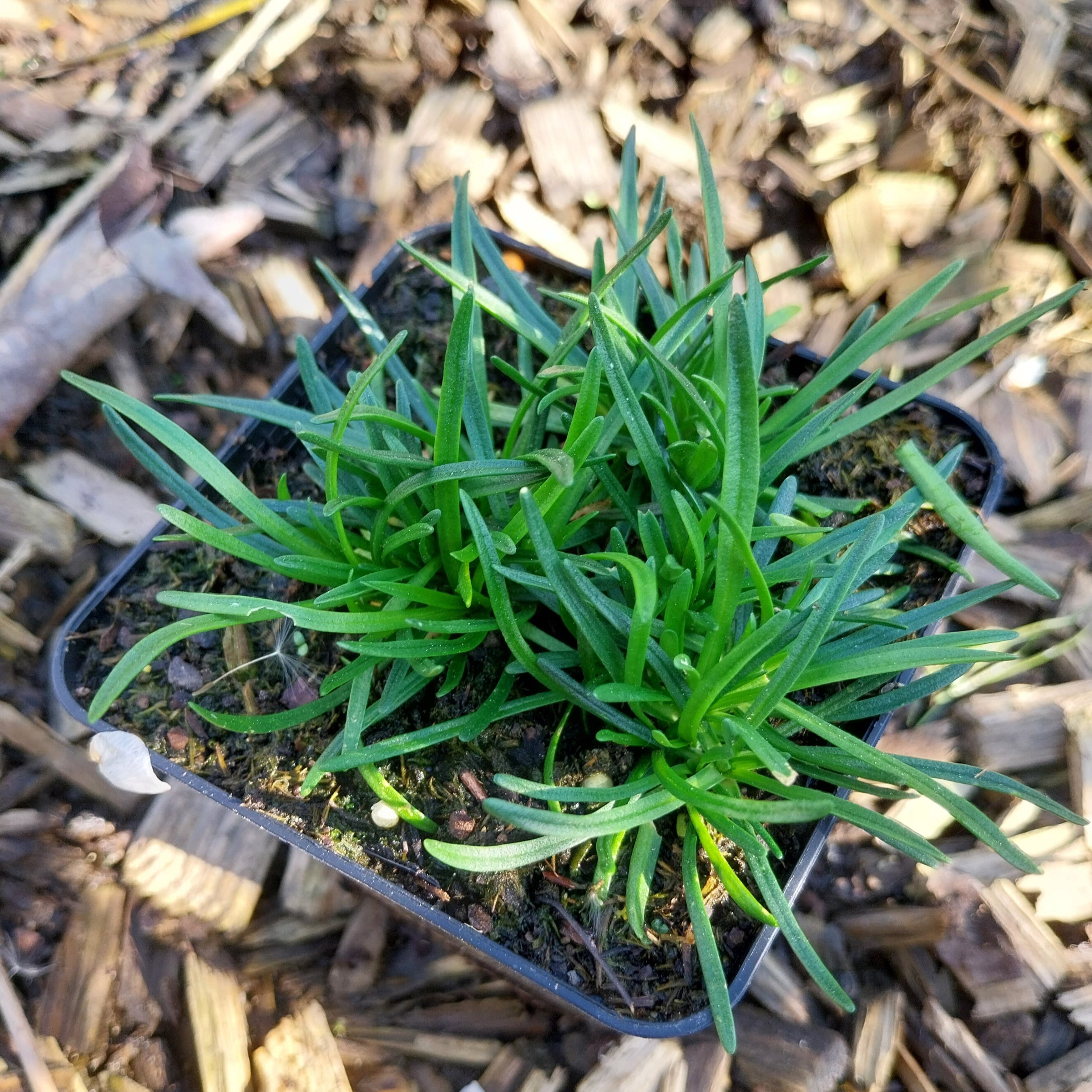 Armeria maritima 'Alba' Grasnelke im Topf