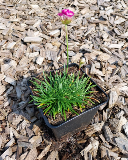 Armeria maritima 'Splendens' Grasnelke im Topf