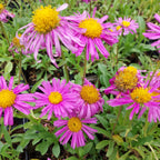 Aster alpinus 'Happy End' Niedrige Aster Blüten