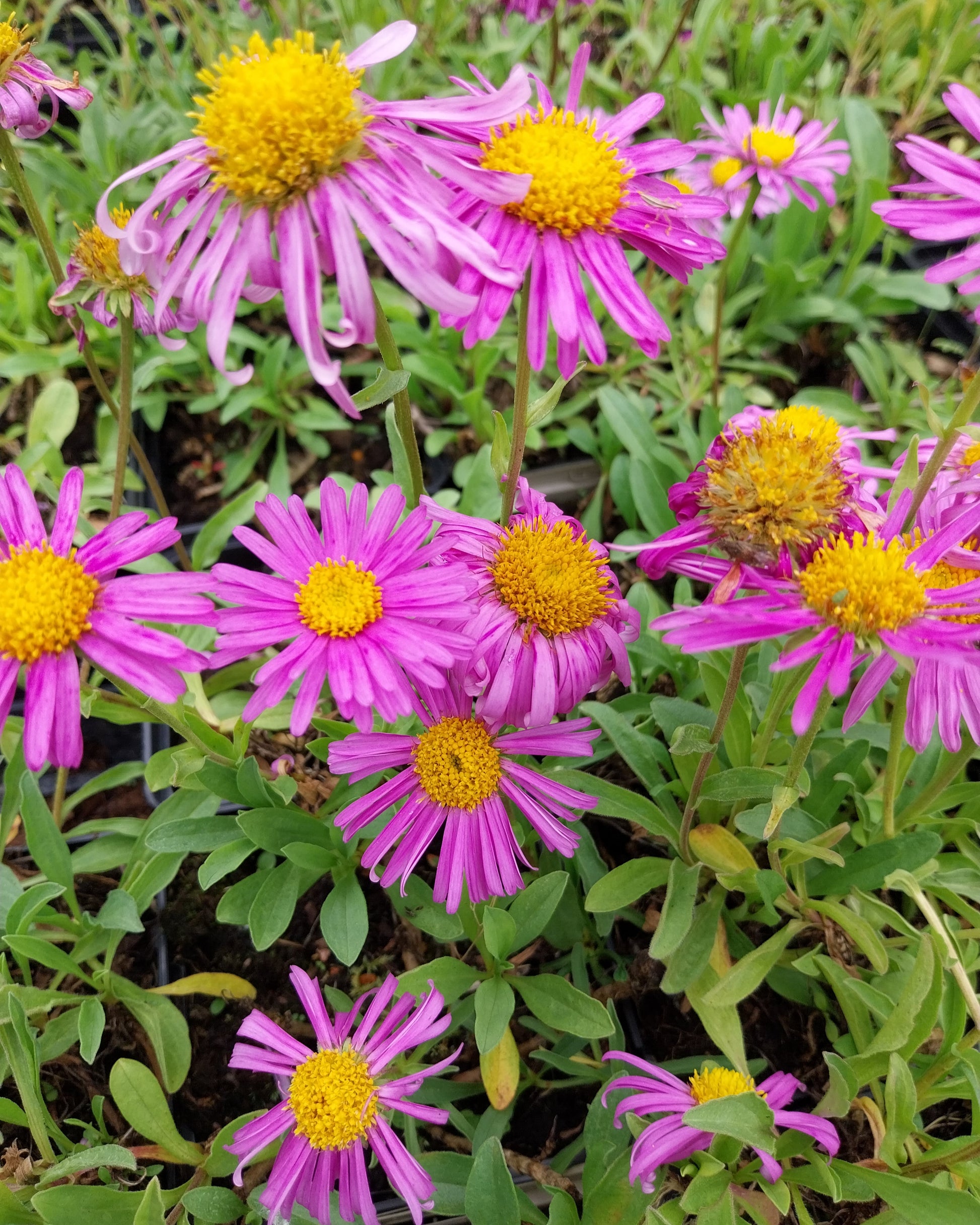 Aster alpinus 'Happy End' Niedrige Aster Blüten