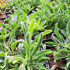 Aster alpinus 'Albus' Niedrige Aster im Topf 