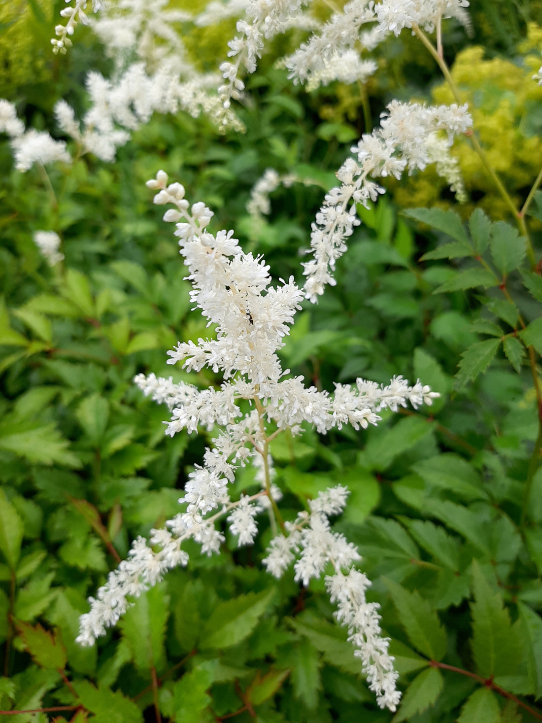 Astilbe_x_arendsii_Brautschleier_Garten-Prachtspiere