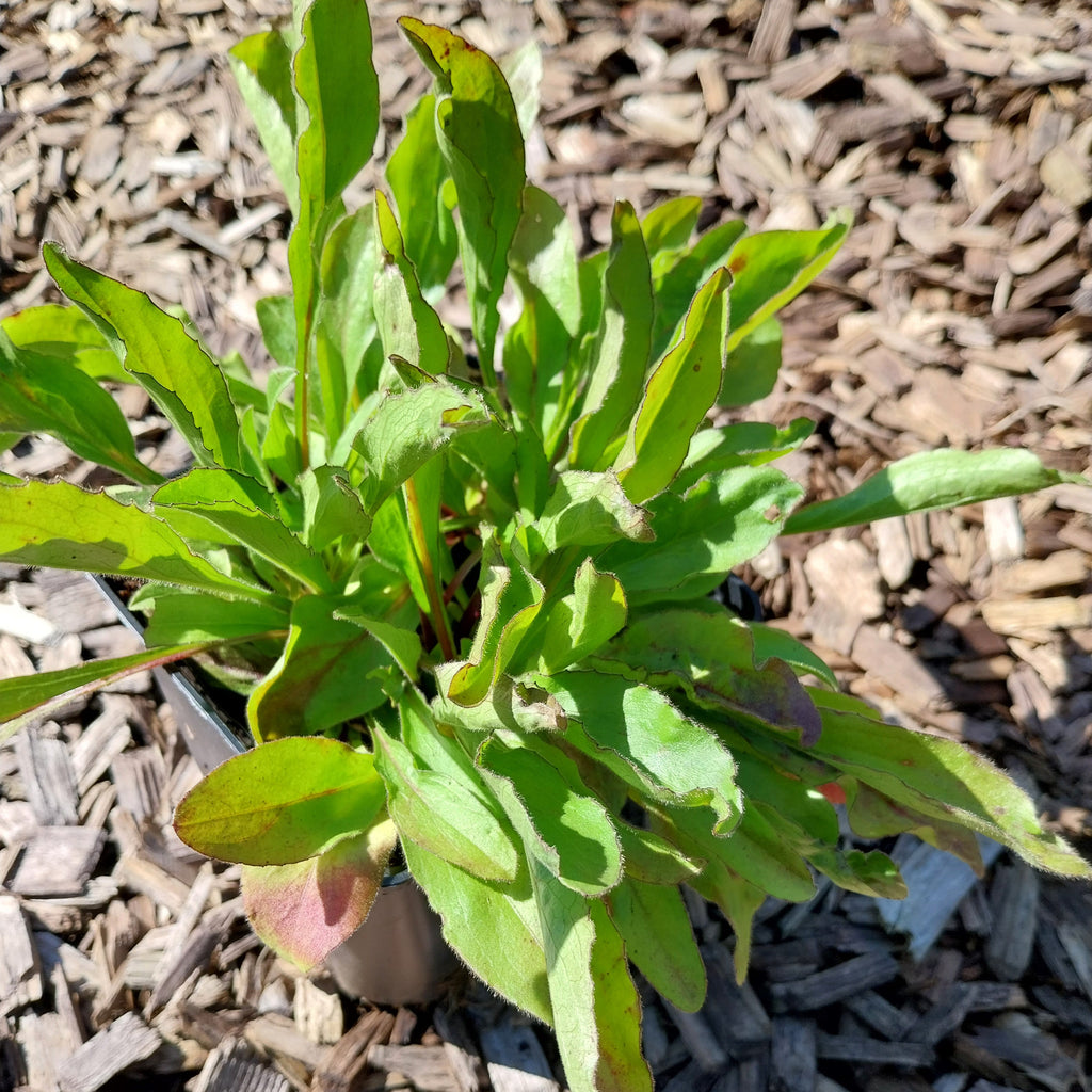 Buphthalmum salicifolium Ochsenauge