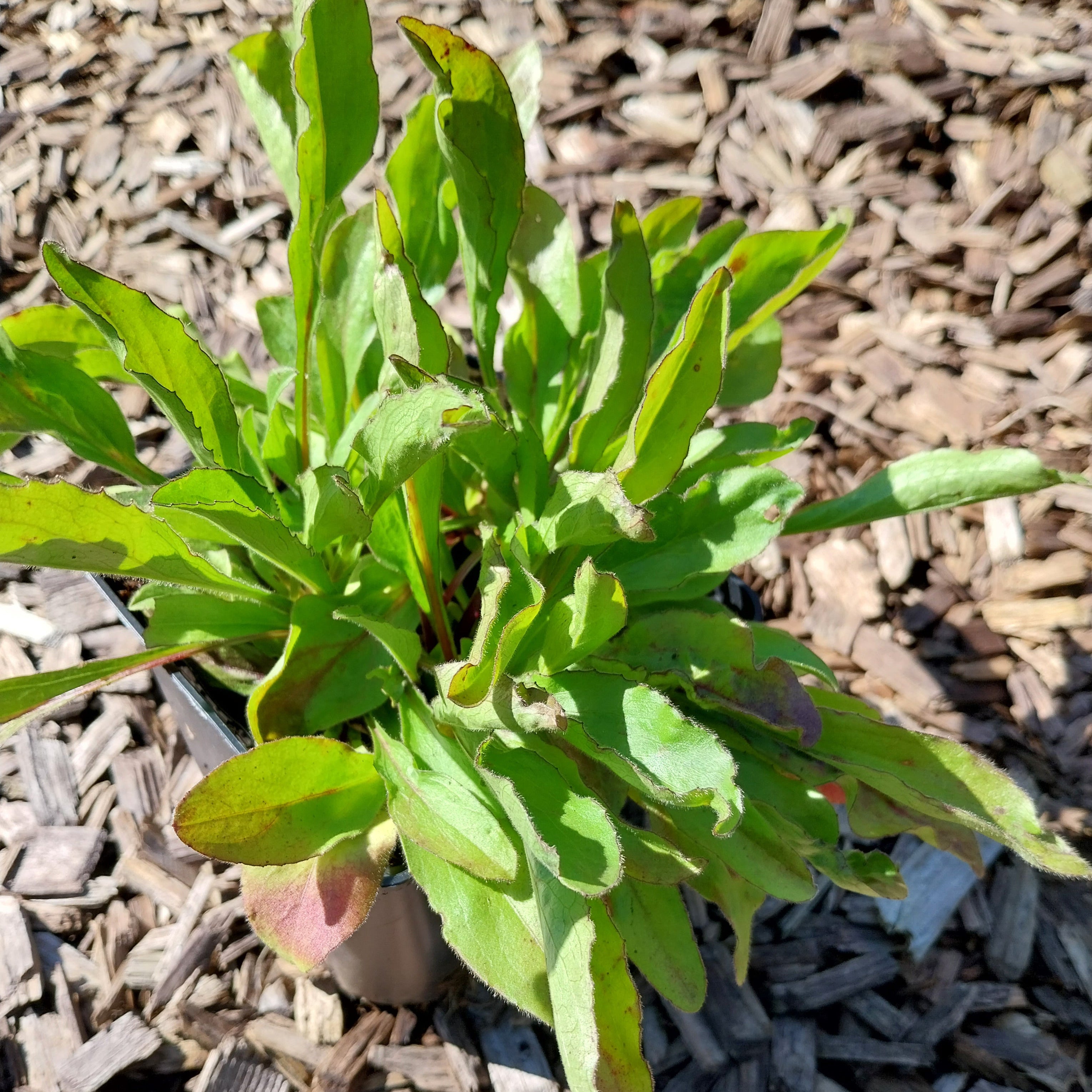 Buphthalmum salicifolium Ochsenauge