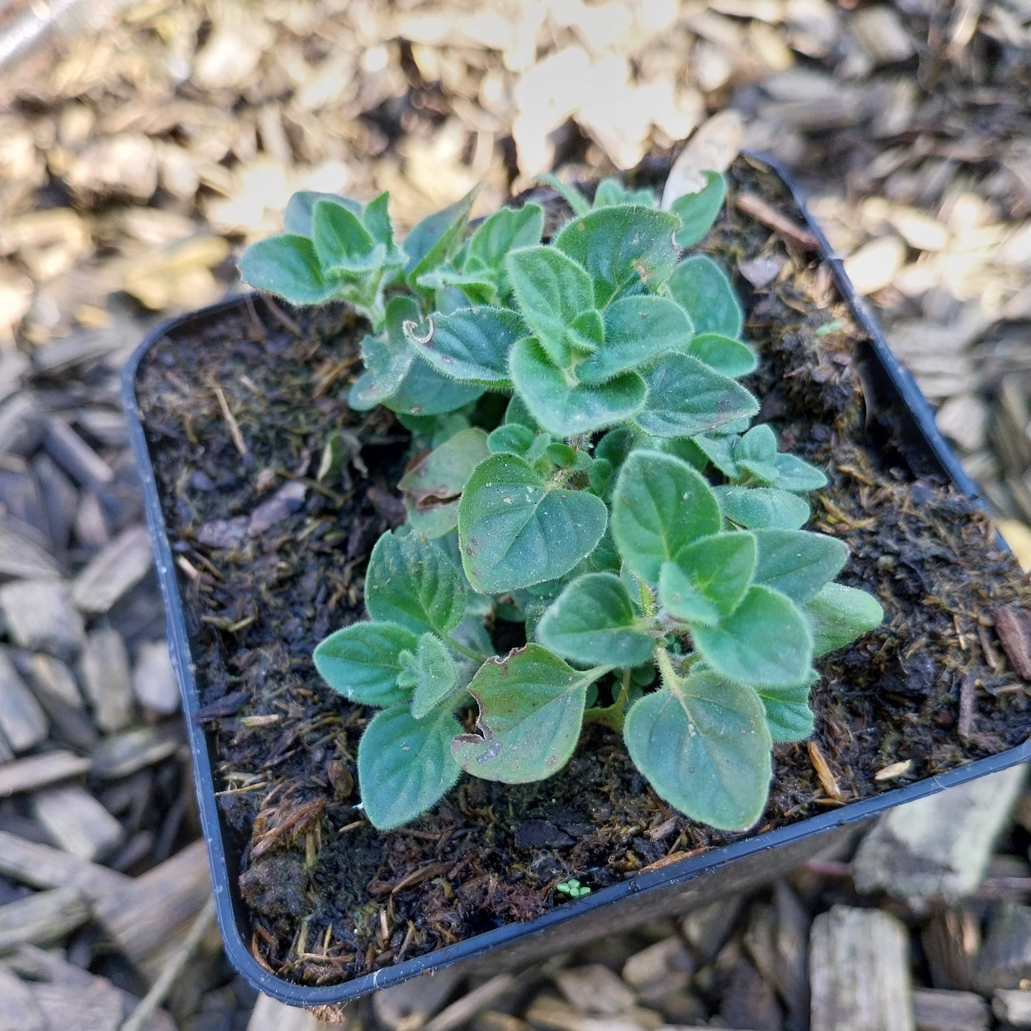 Calamintha nepeta 'Blue Cloud Strain' Kleinblütige Bergminze