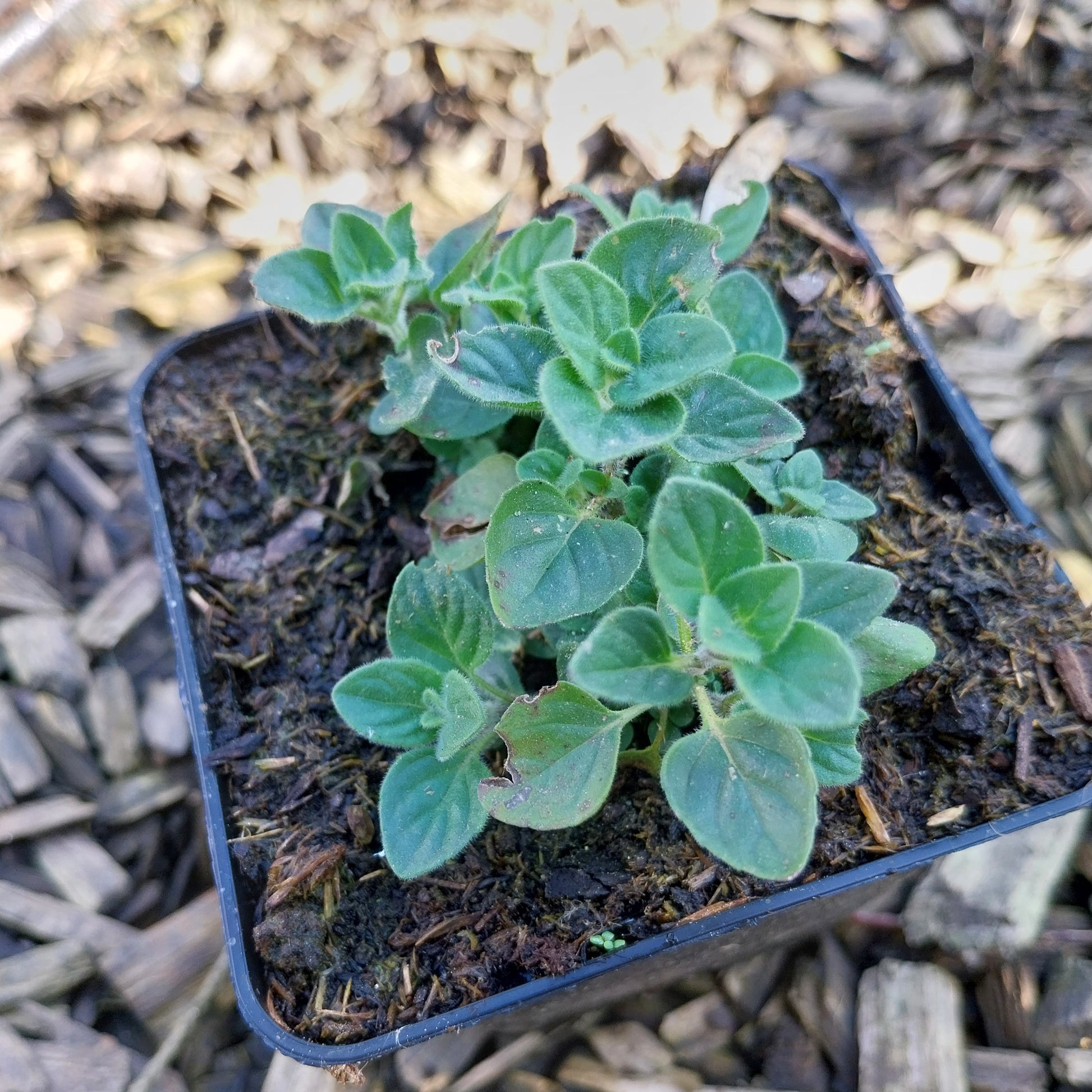 Calamintha nepeta 'Blue Cloud Strain' Kleinblütige Bergminze